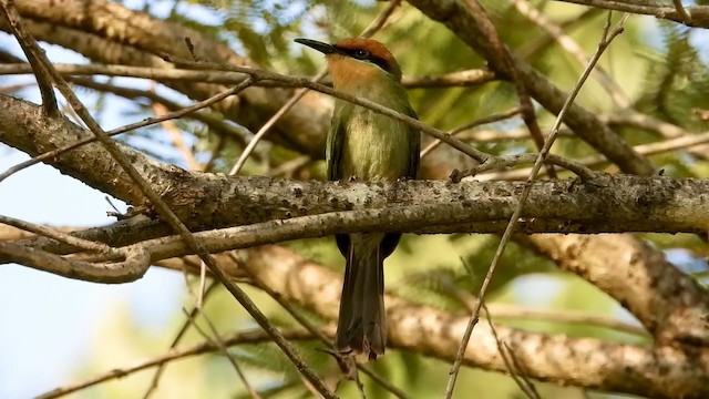 Böhm's Bee-eater - ML279412321