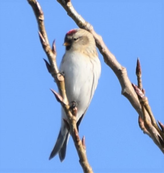 Redpoll (Hoary) - josh Ketry