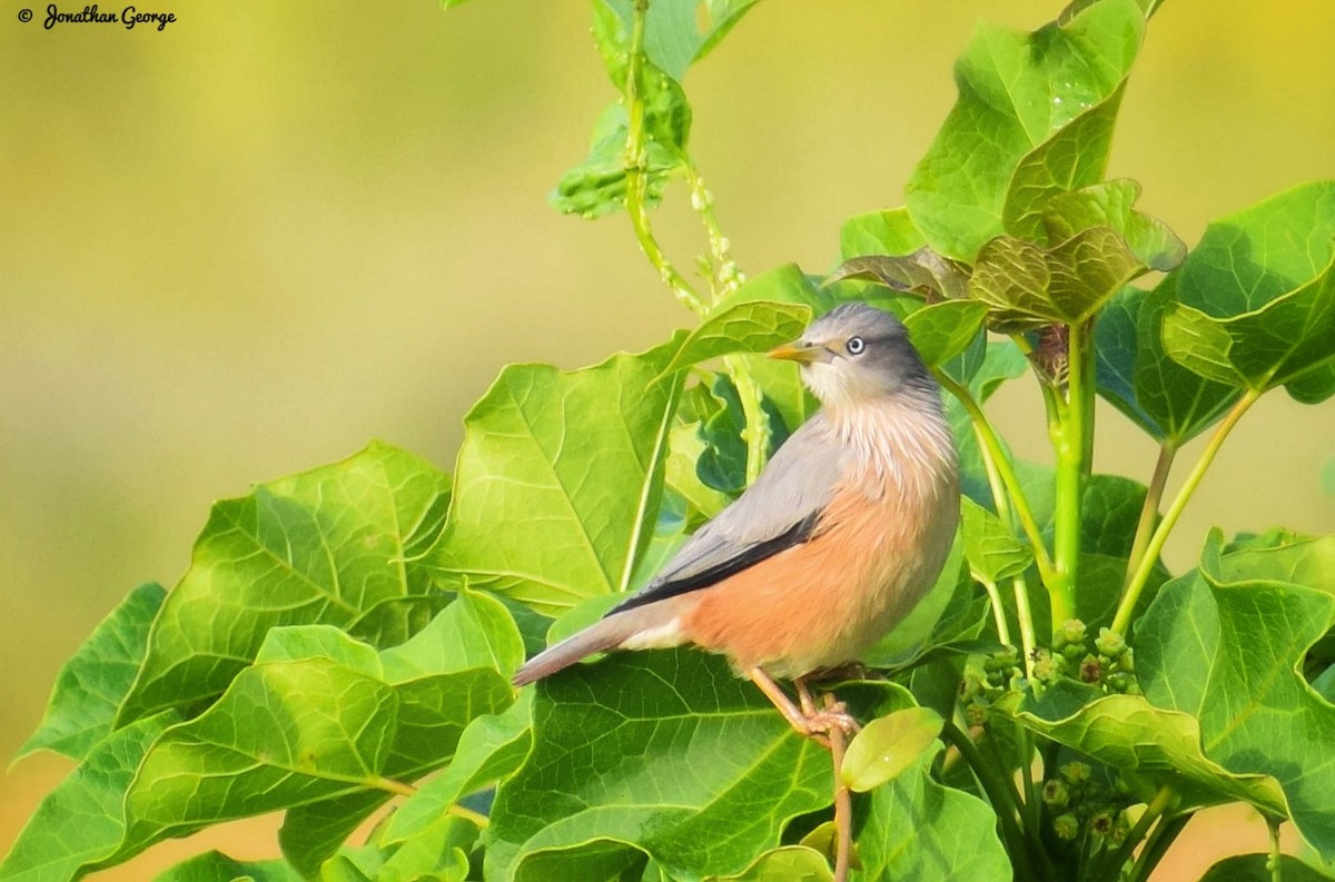 Chestnut-tailed Starling - ML279414541