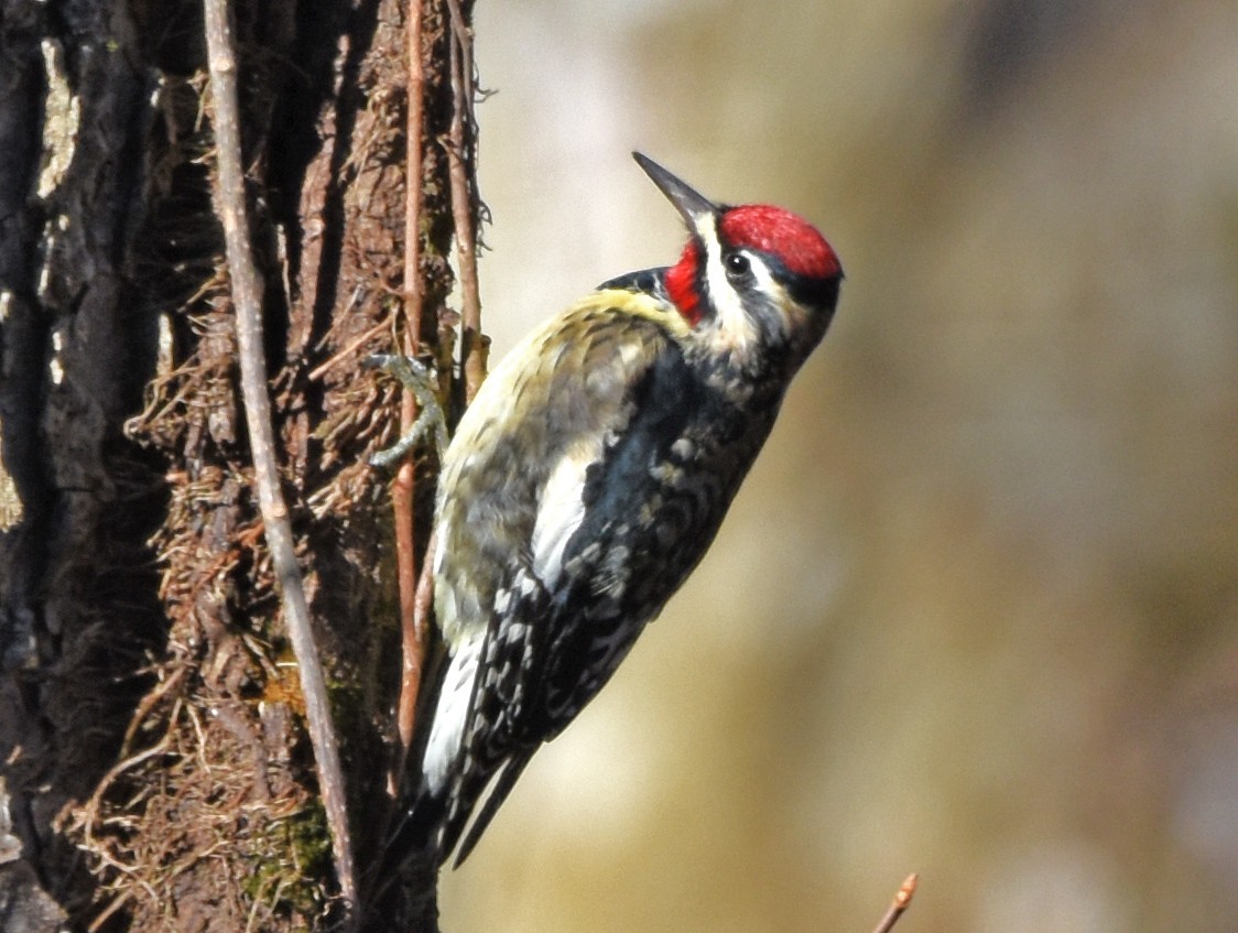 Yellow-bellied Sapsucker - ML279416251