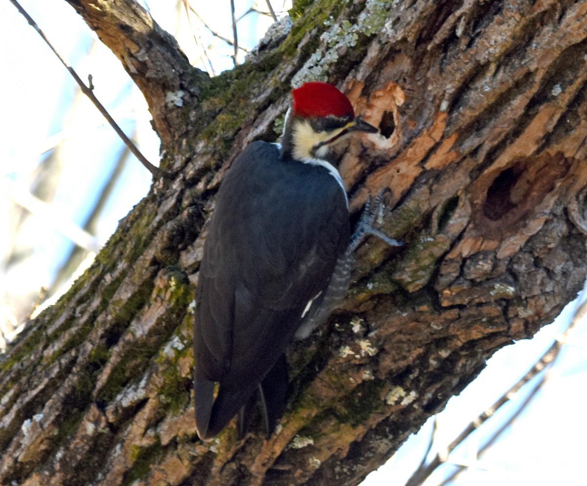 Pileated Woodpecker - ML279416491