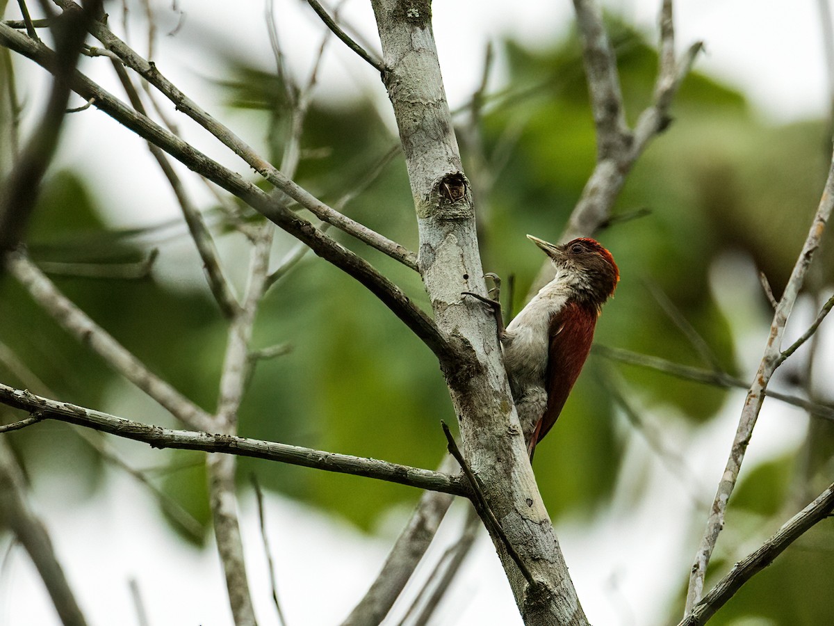 Scarlet-backed Woodpecker - Nick Athanas