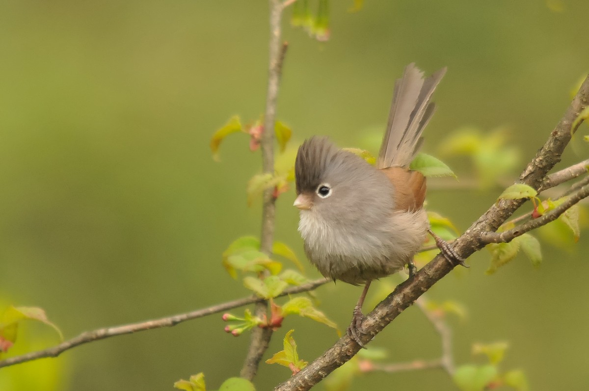 Gray-hooded Parrotbill - Augusto Faustino