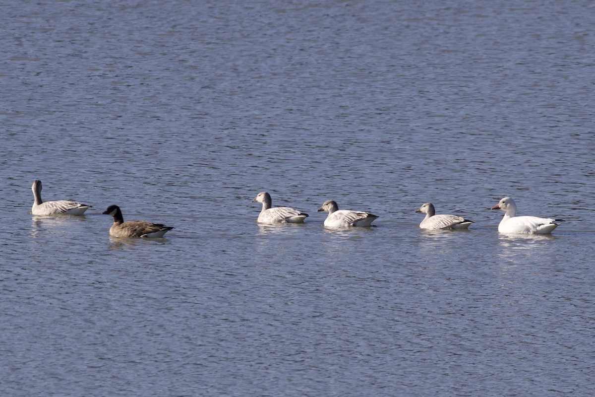 Snow Goose - ML279419061