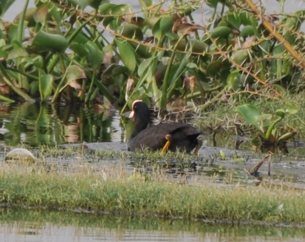 Eurasian Coot - ML279423291