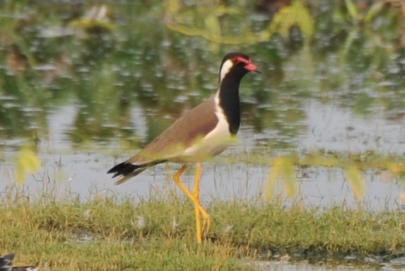 Red-wattled Lapwing - ML279423791