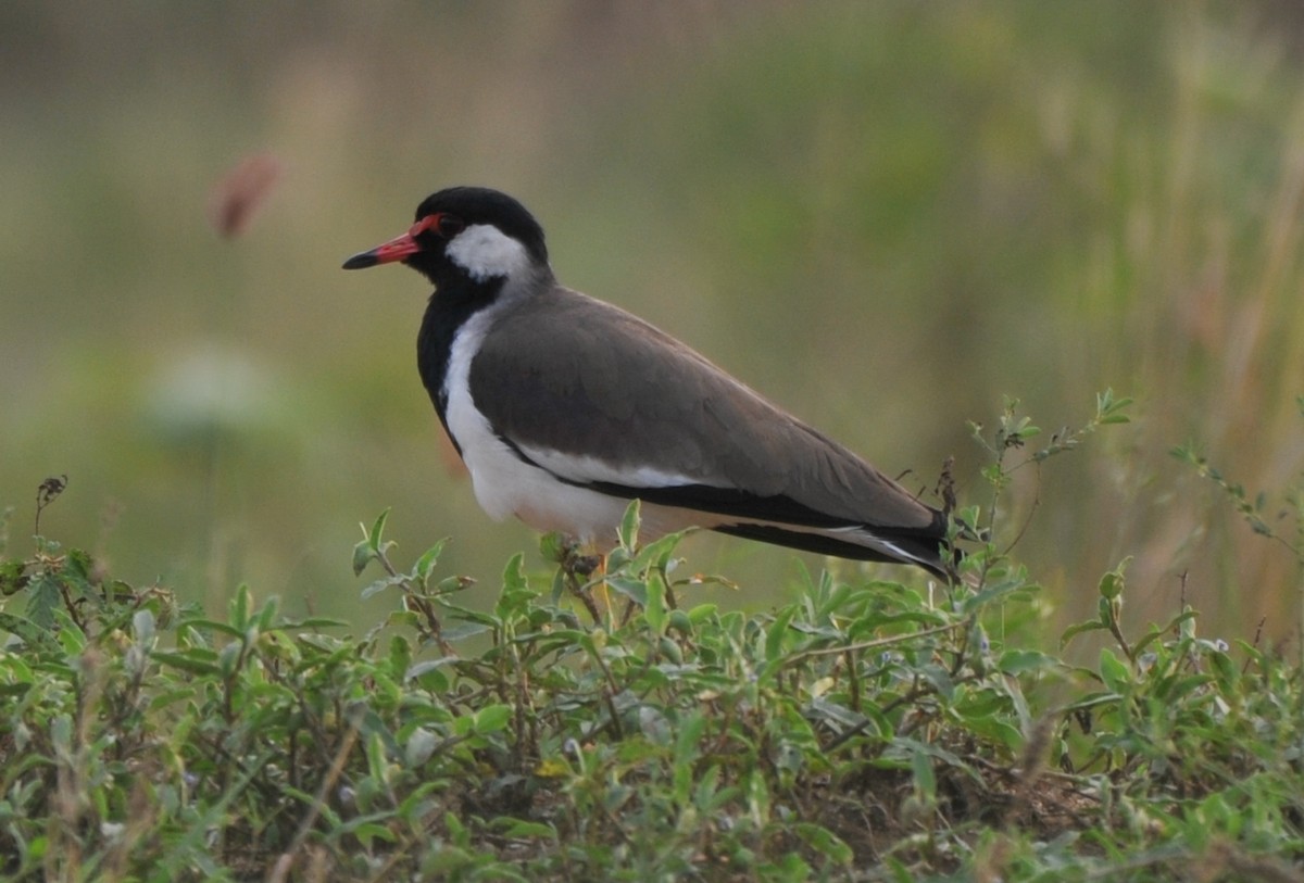 Red-wattled Lapwing - JOE M RAJA