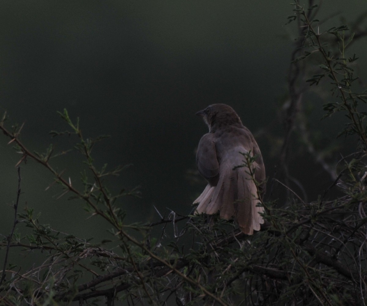 Large Gray Babbler - ML279424771