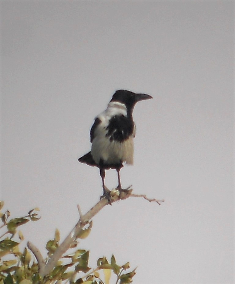 vrána šedá (ssp. capellanus) - ML279425161