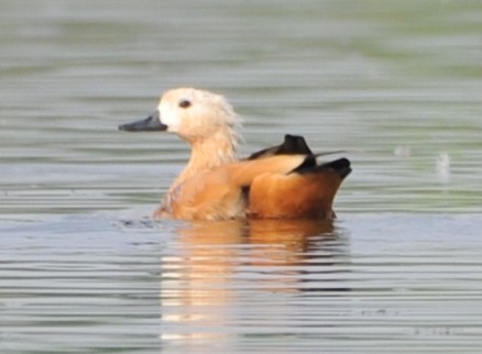 Ruddy Shelduck - JOE M RAJA