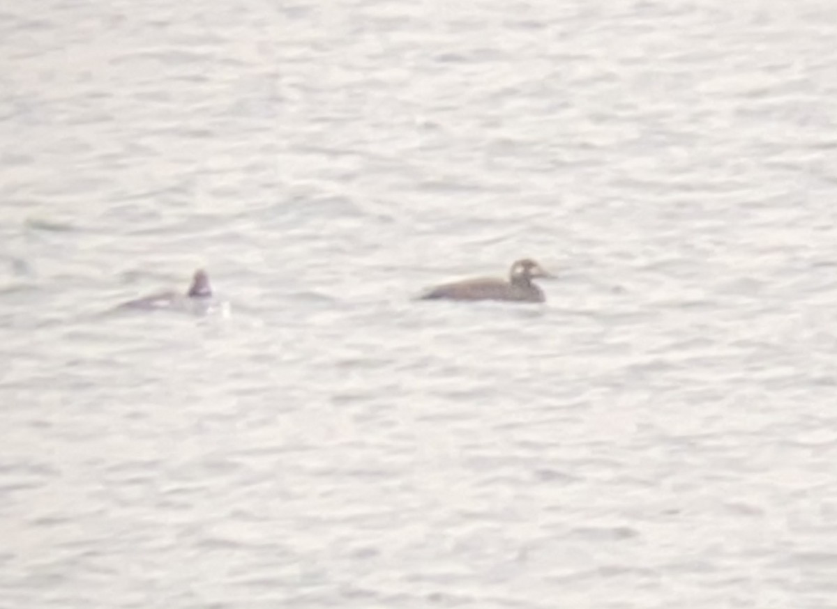 White-winged Scoter - ML279428721