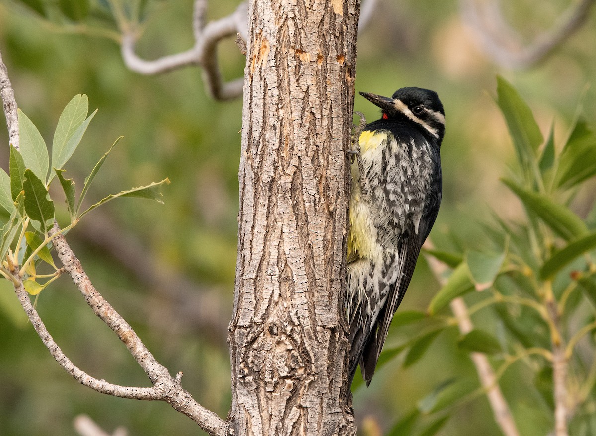 Williamson's Sapsucker - ML279430071