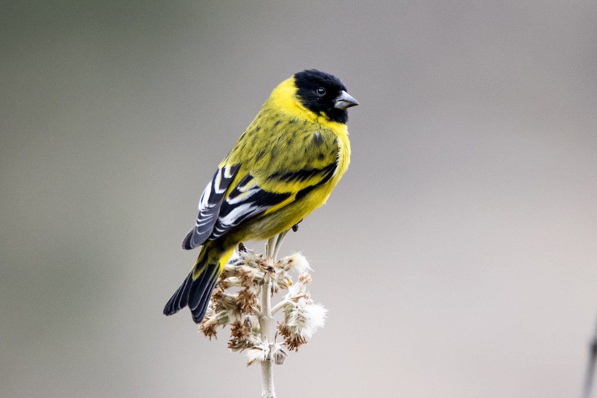 Hooded Siskin - ML279431411