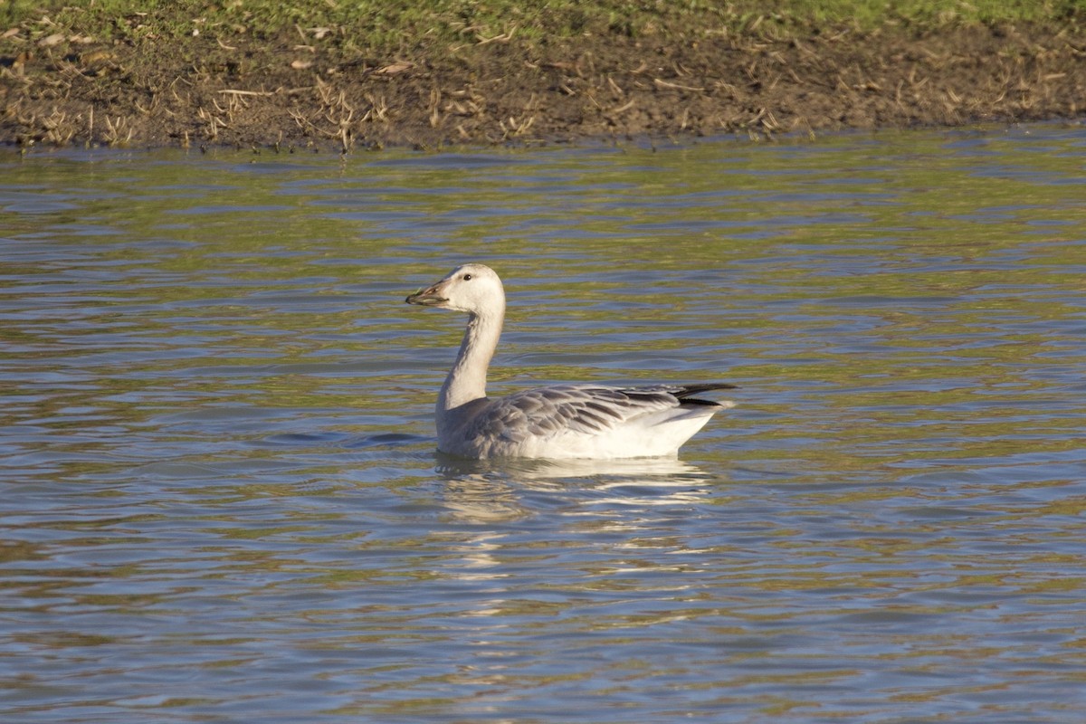 Snow Goose - ML279431781