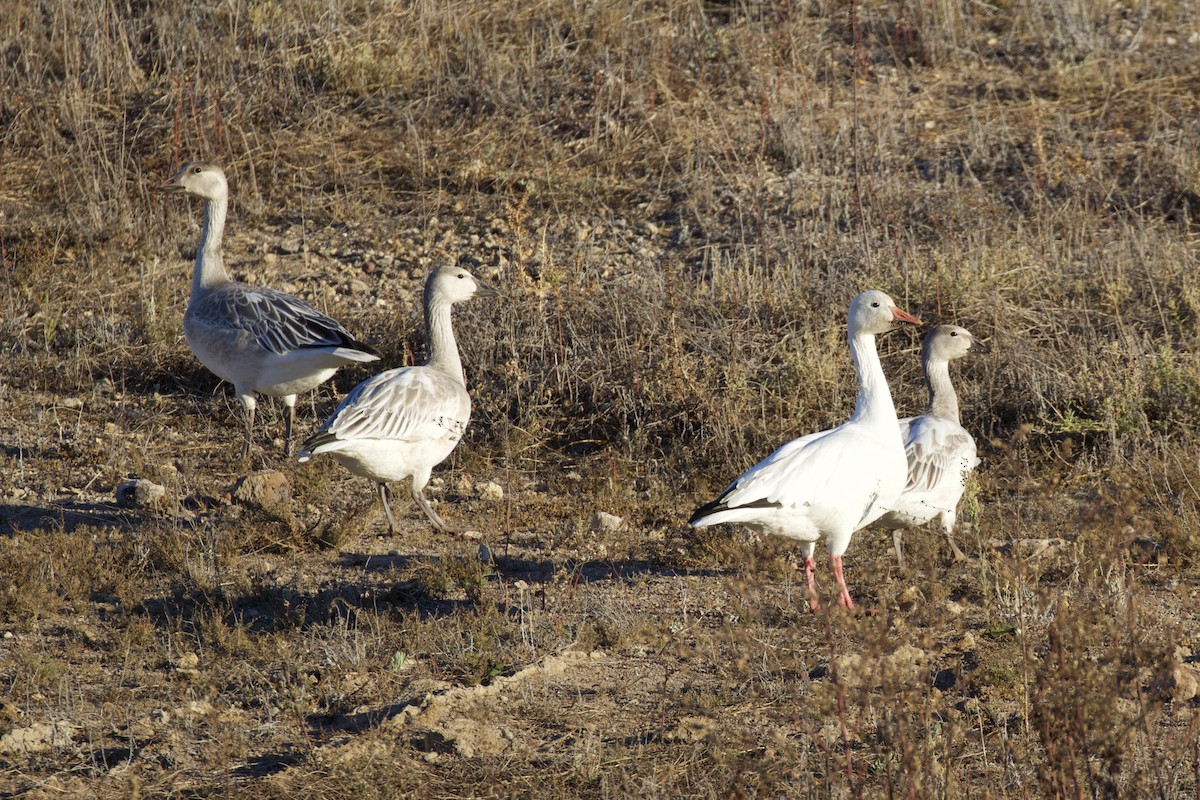 Snow Goose - ML279431881