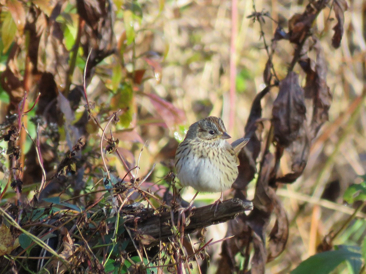 Lincoln's Sparrow - ML279432321