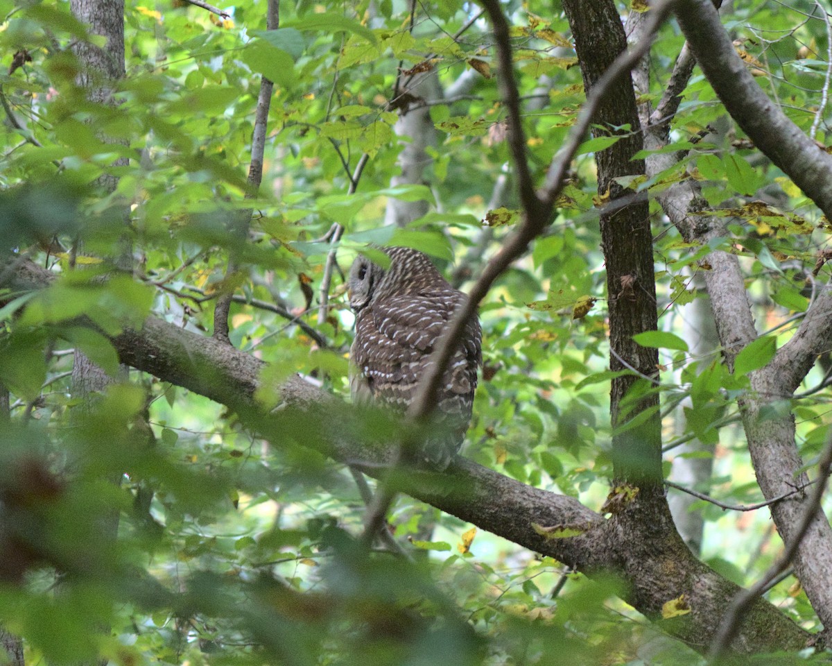 Barred Owl - ML279433161