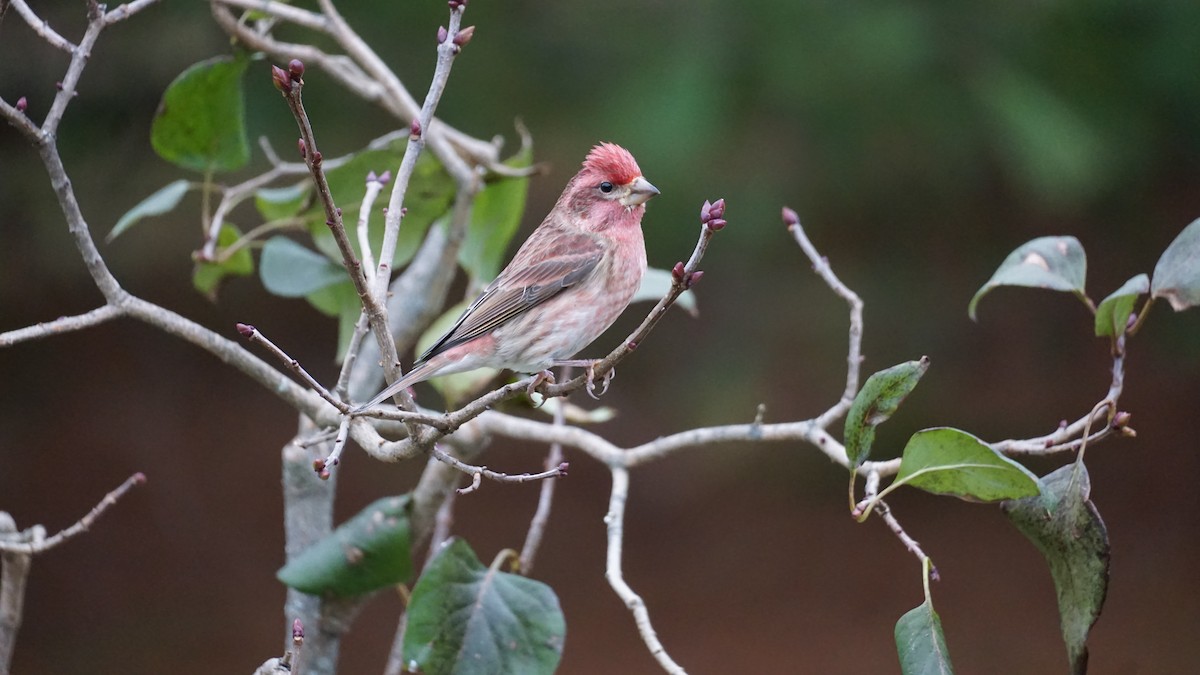 Purple Finch - Richard Mckay