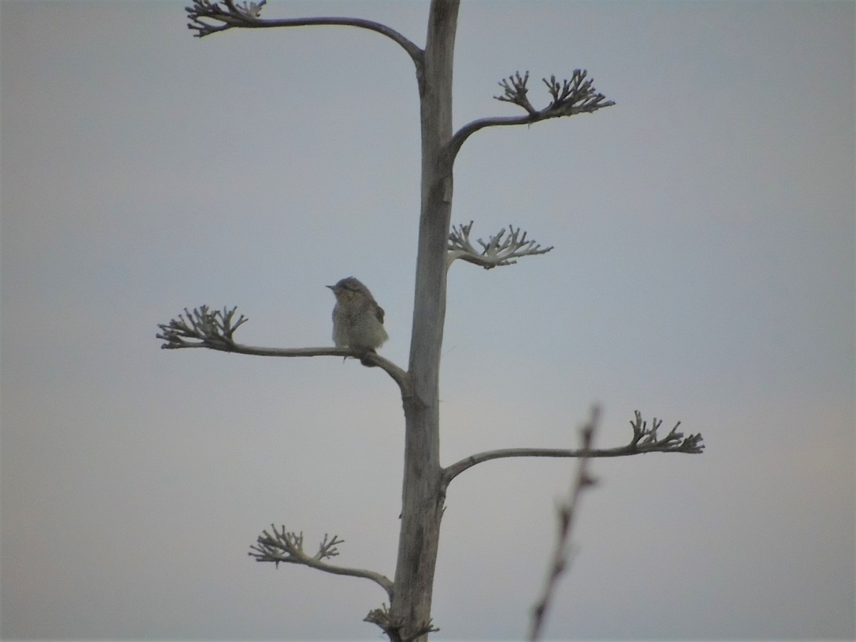 Eurasian Wryneck - Carlos Pereira