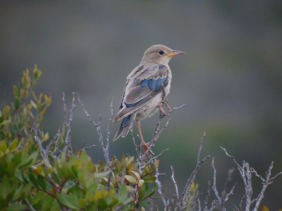 Rosy Starling - Carlos Pereira