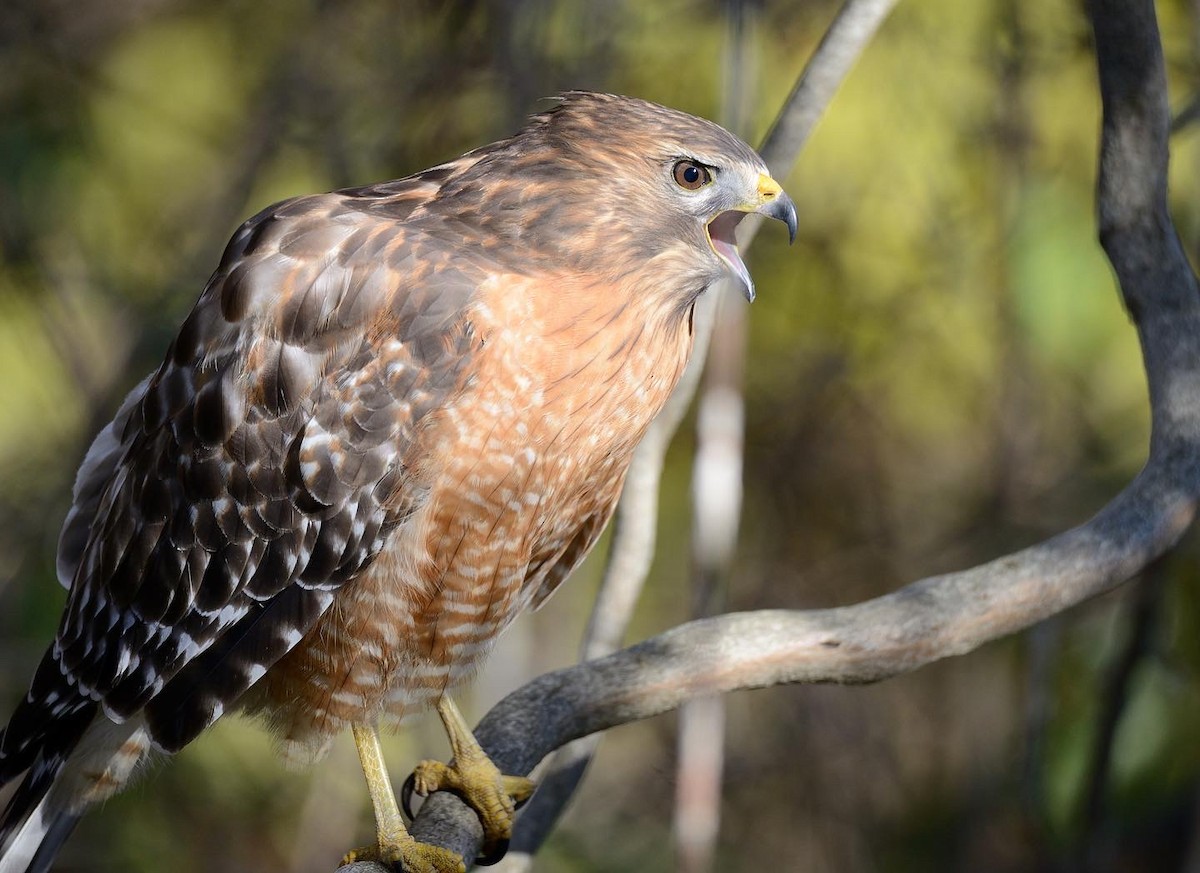 Red-shouldered Hawk - ML279434711