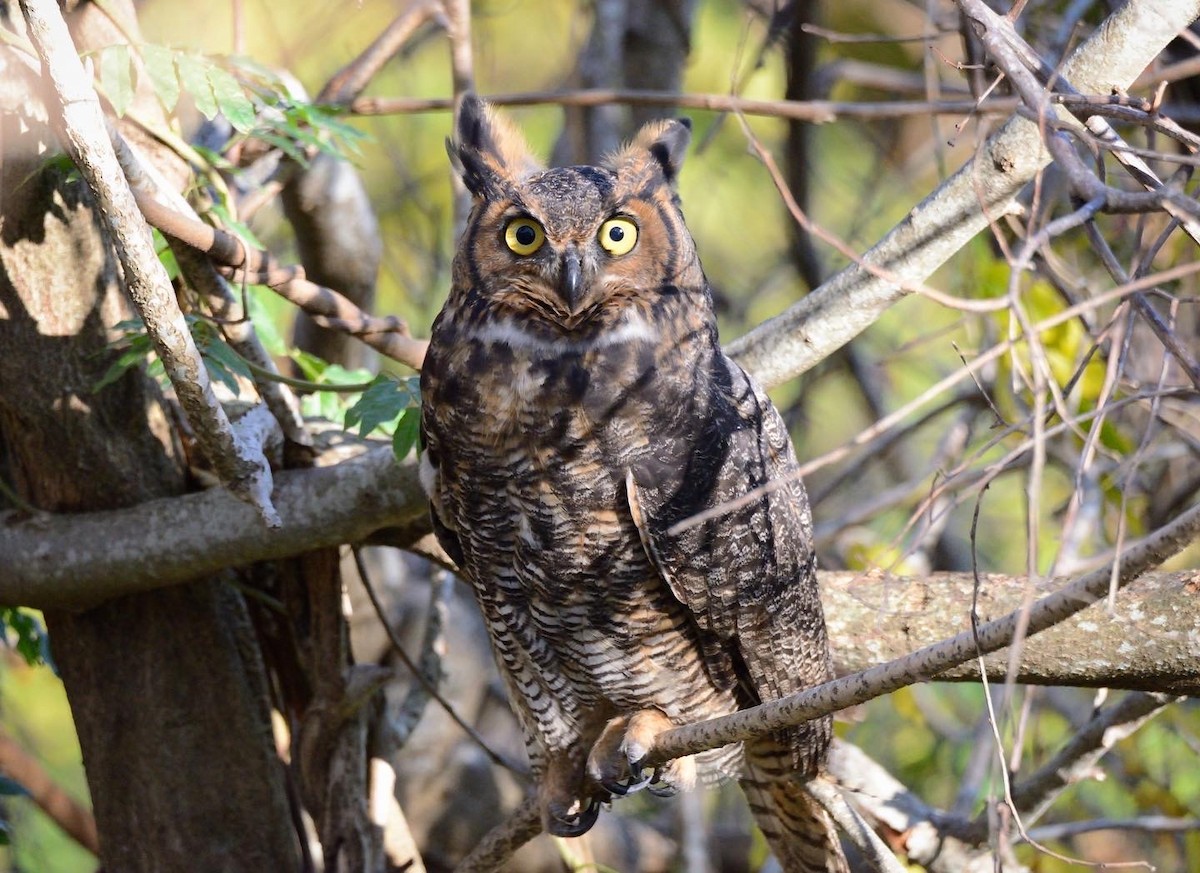 Great Horned Owl - ML279434771