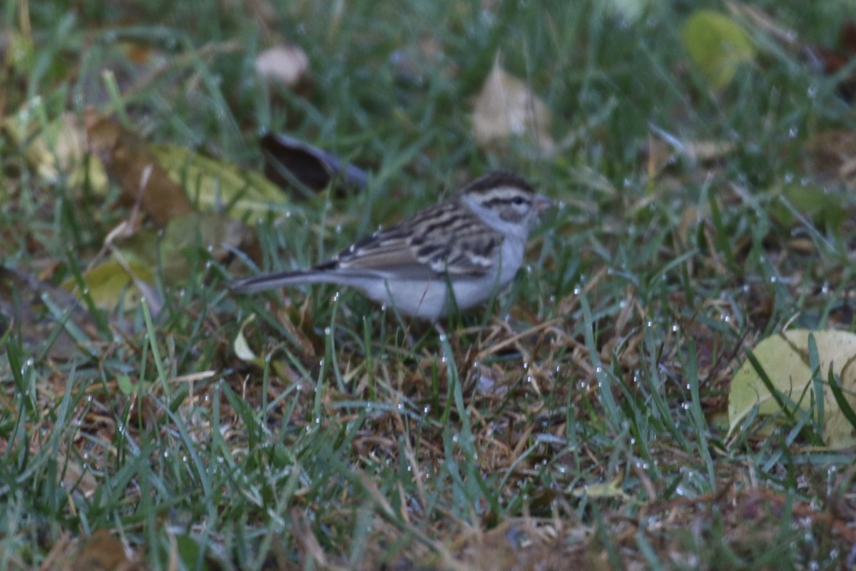 Chipping Sparrow - ML279434901