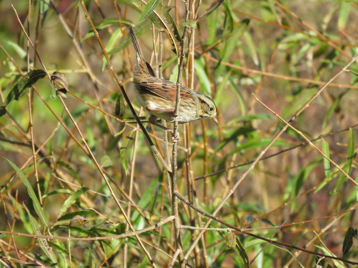 Swamp Sparrow - ML279436091