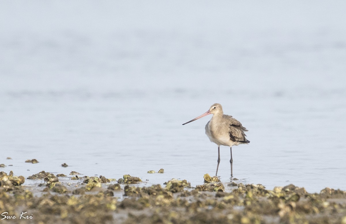 Black-tailed Godwit - ML279439751