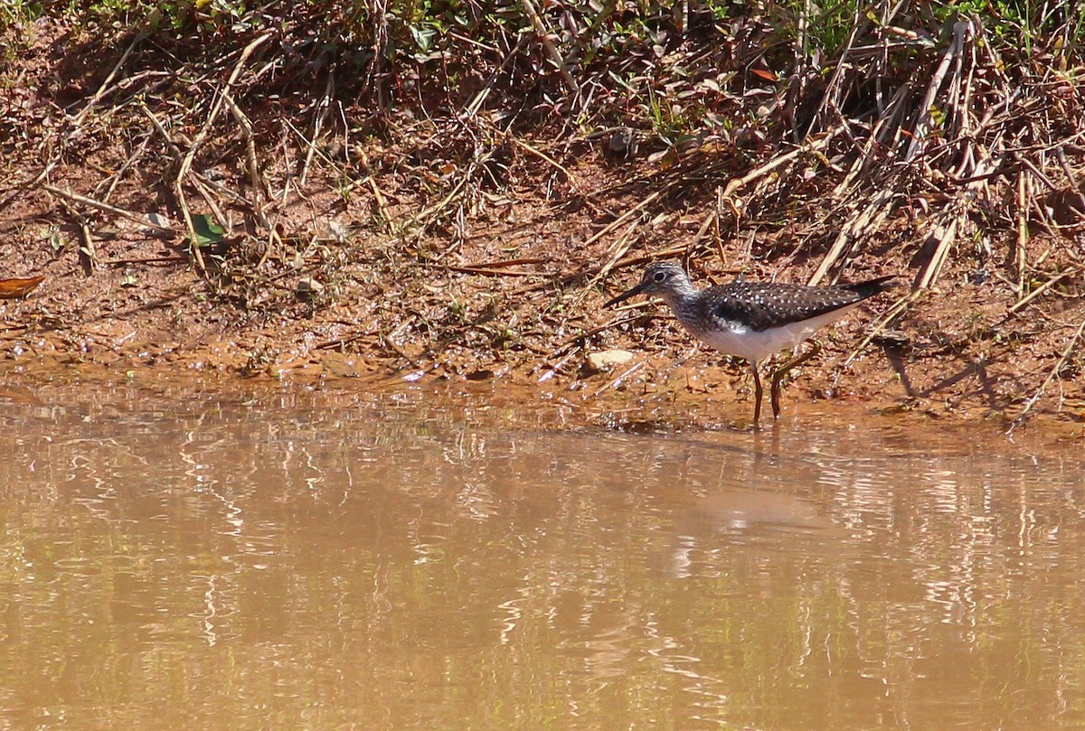 Solitary Sandpiper - ML279440631