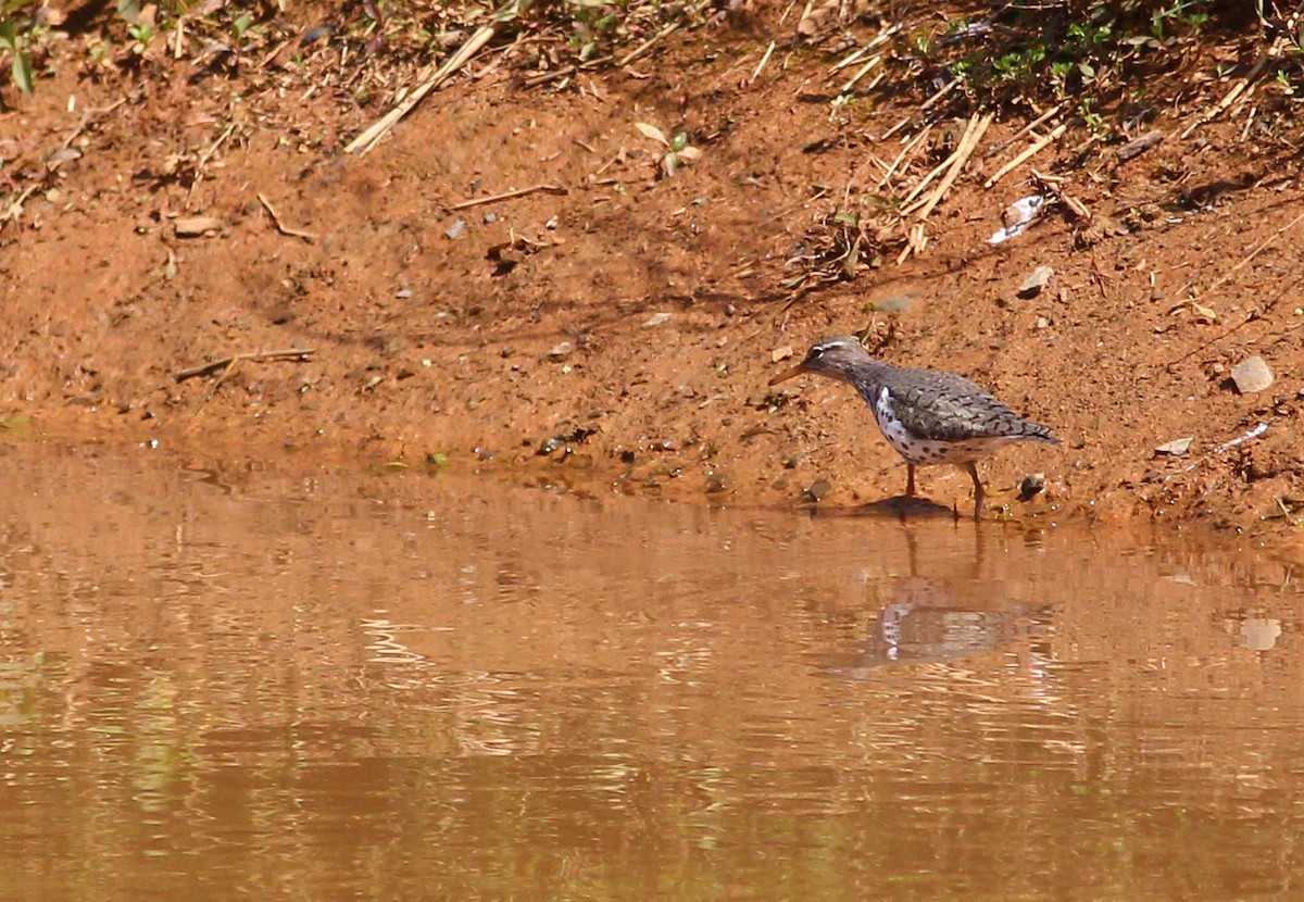 Spotted Sandpiper - Charlotte Farrell