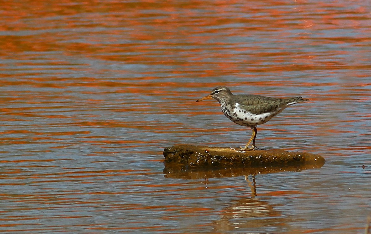 Spotted Sandpiper - ML279440651