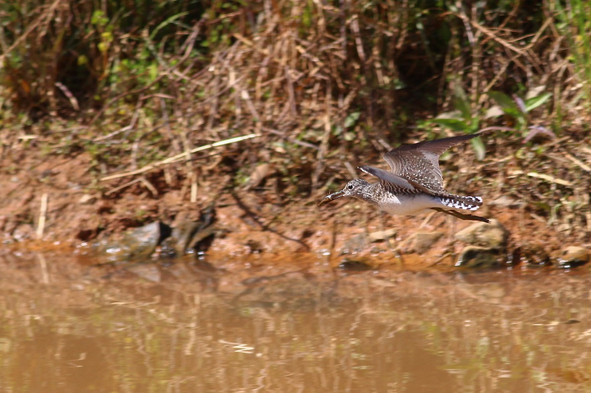 Solitary Sandpiper - ML279440701