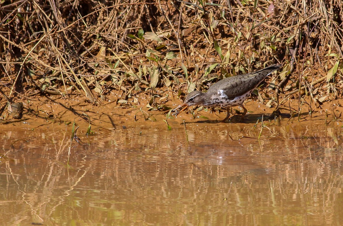 Spotted Sandpiper - ML279440791