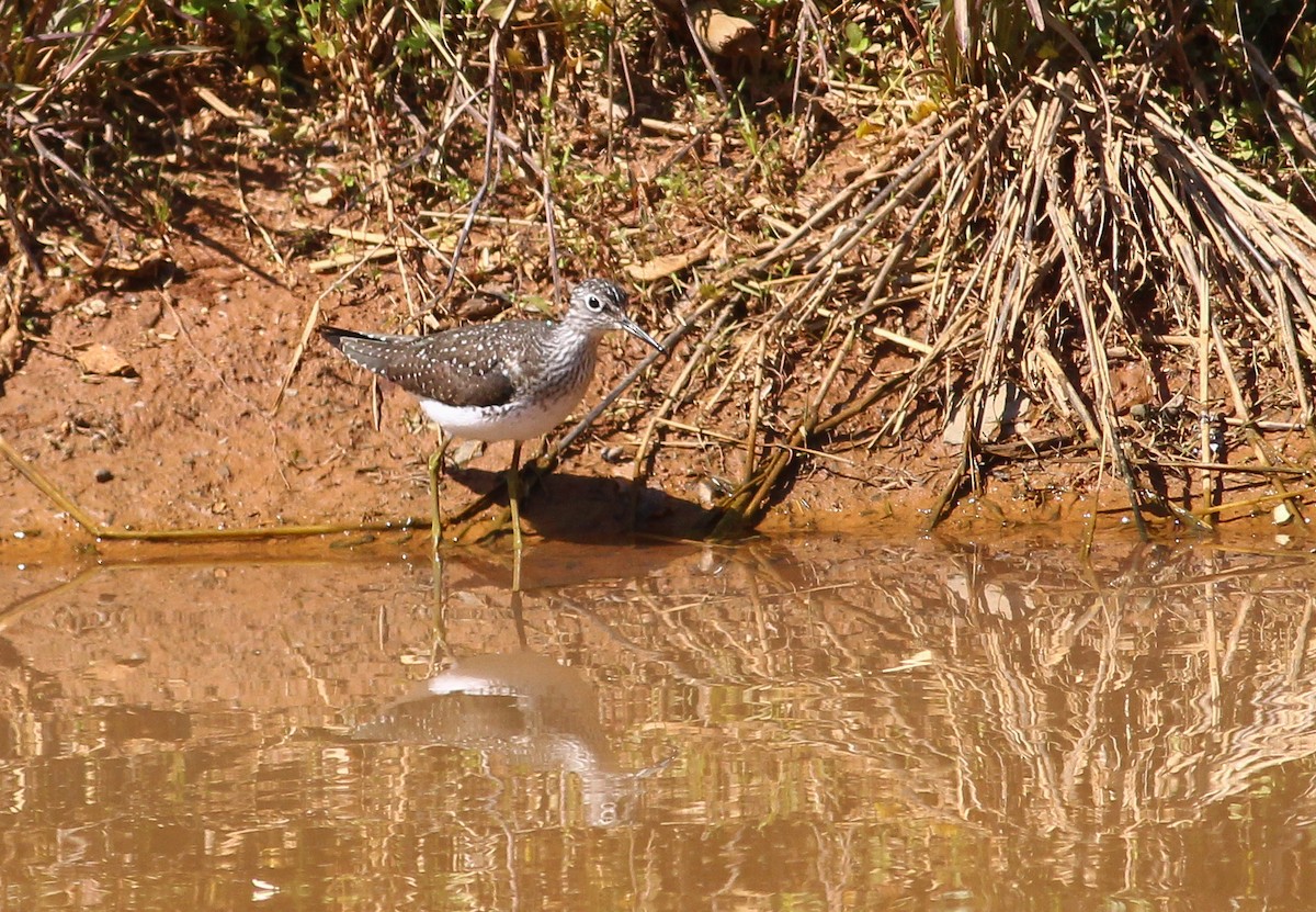 Solitary Sandpiper - ML279440821