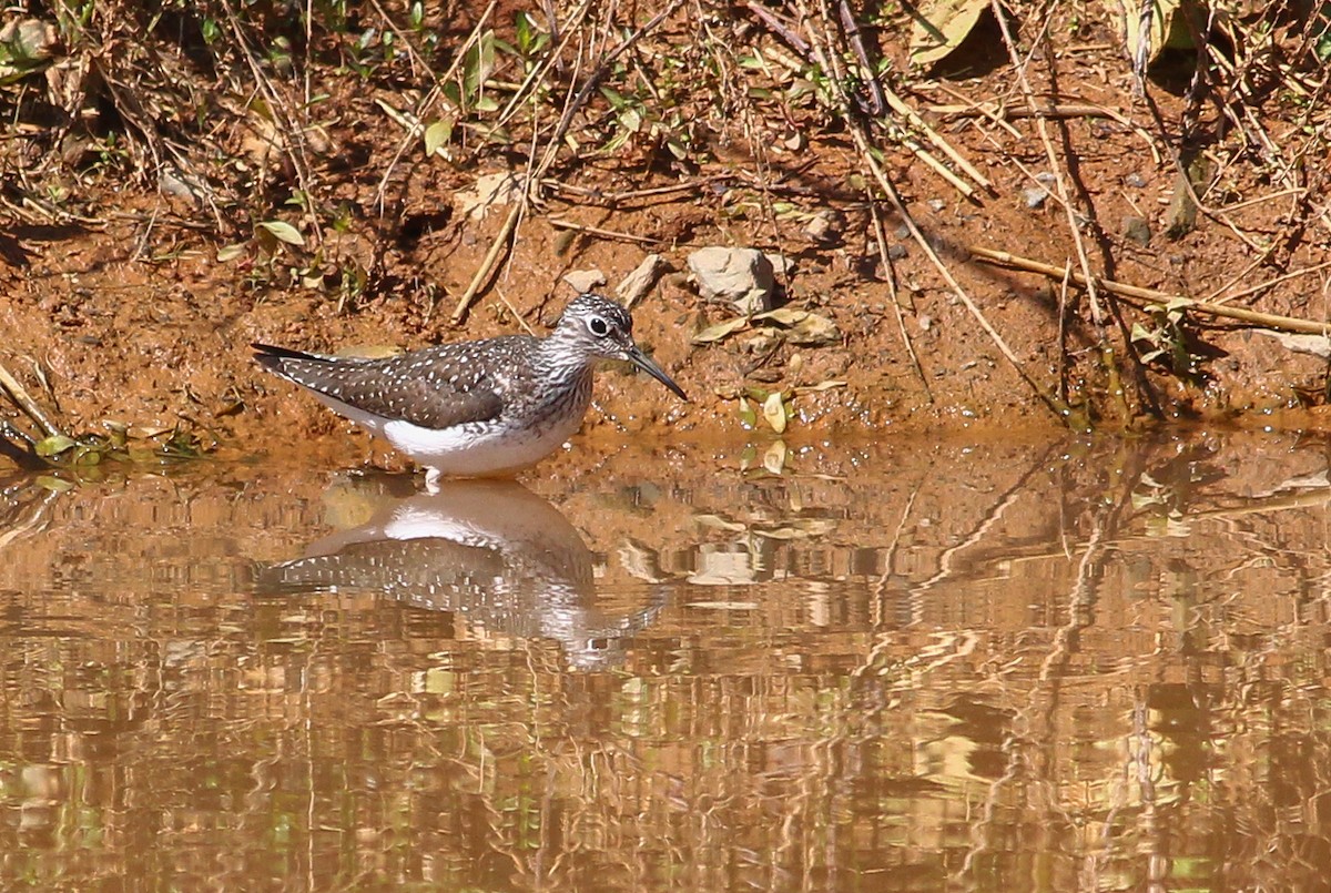 Solitary Sandpiper - ML279440861