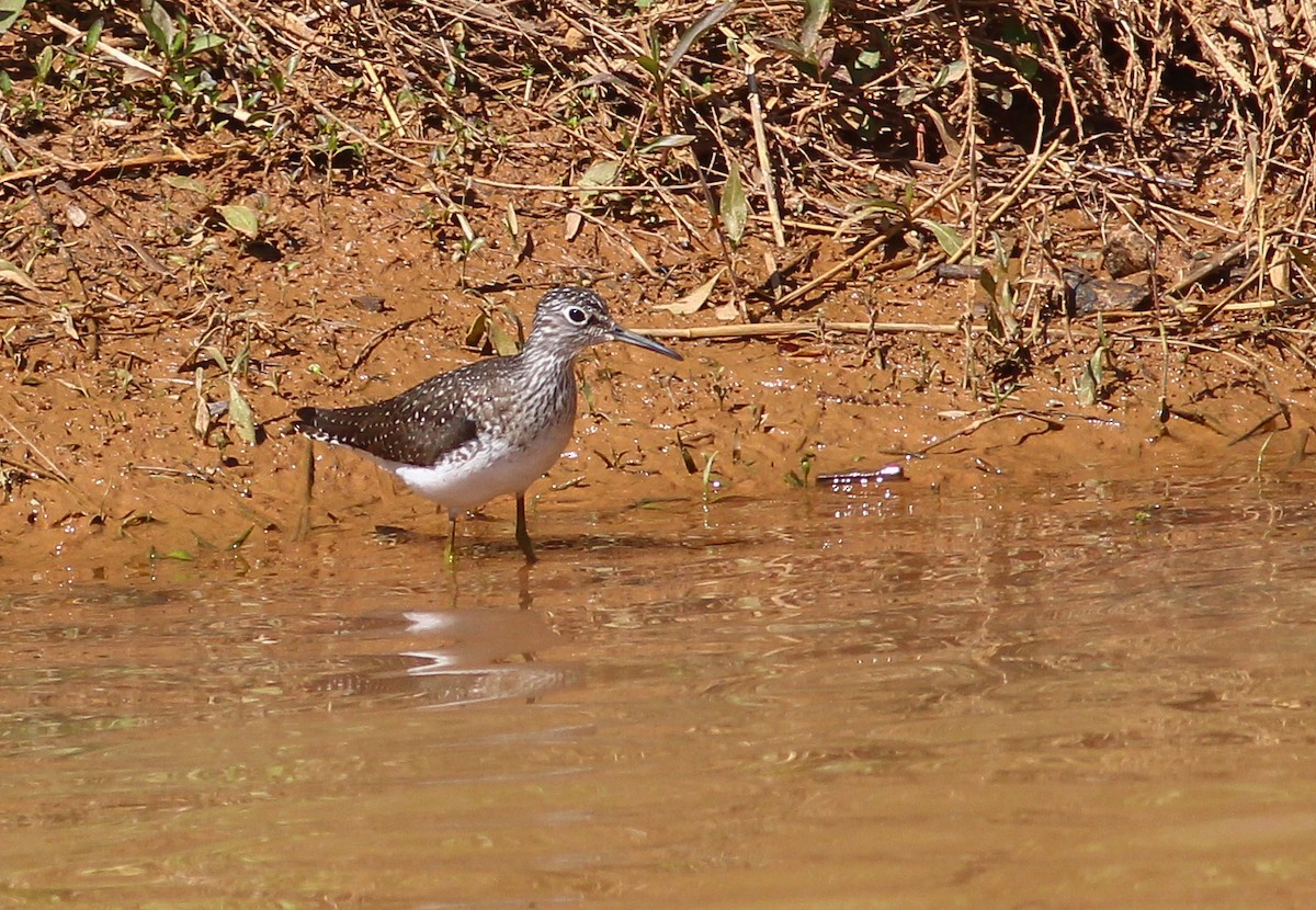 Solitary Sandpiper - ML279440881