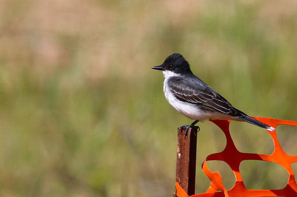 Eastern Kingbird - ML279440911