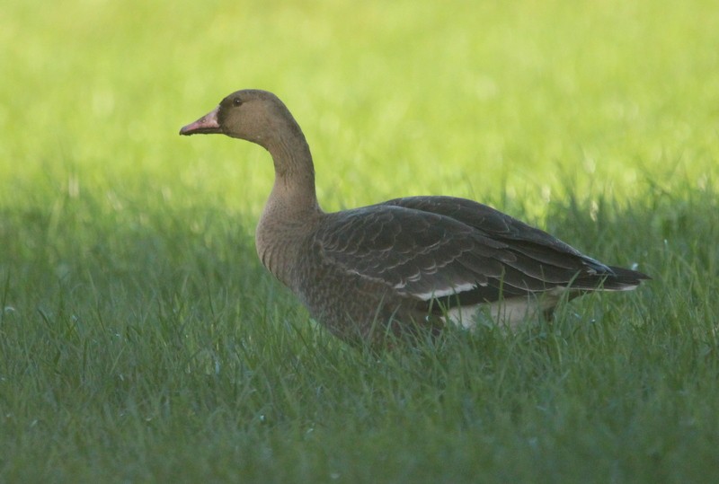 Greater White-fronted Goose - ML279441621
