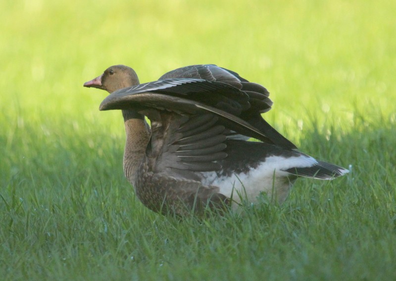 Greater White-fronted Goose - ML279441661