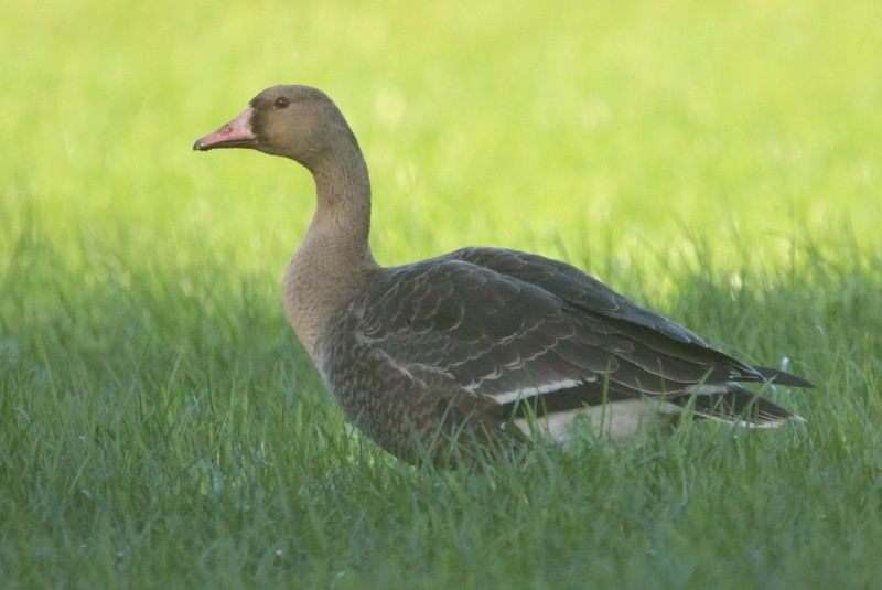 Greater White-fronted Goose - ML279441921