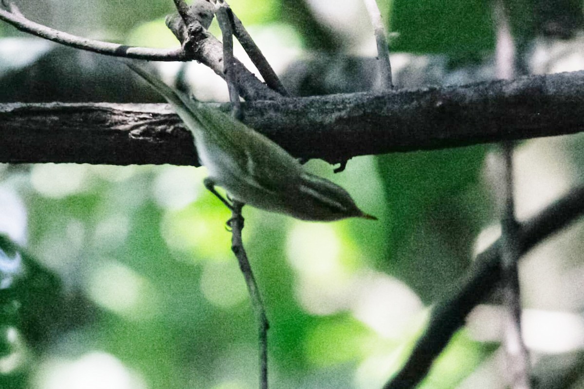 Western Crowned Warbler - ML279441961