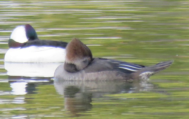 Hooded Merganser - ML279443911