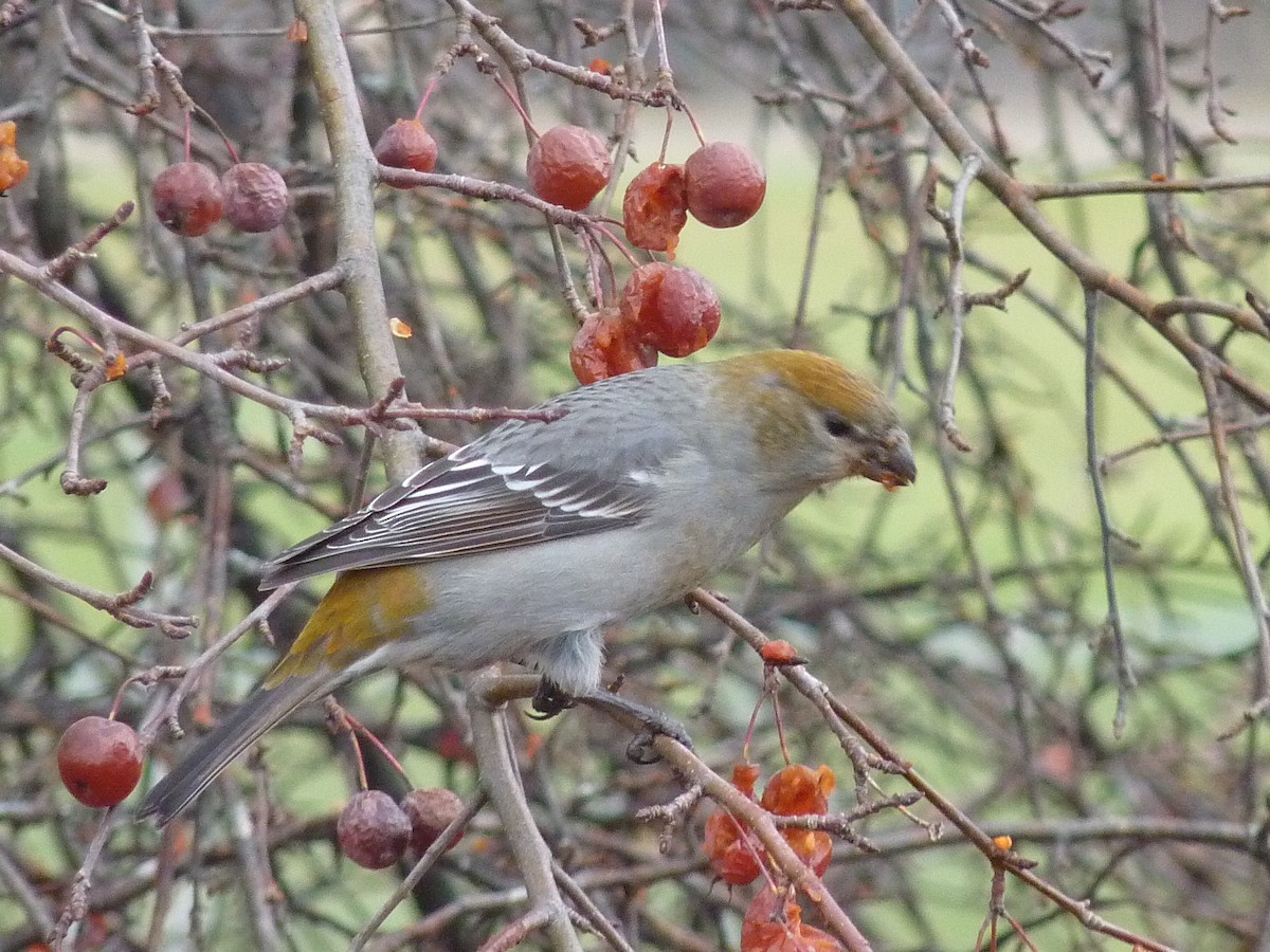 Pine Grosbeak - ML279446291