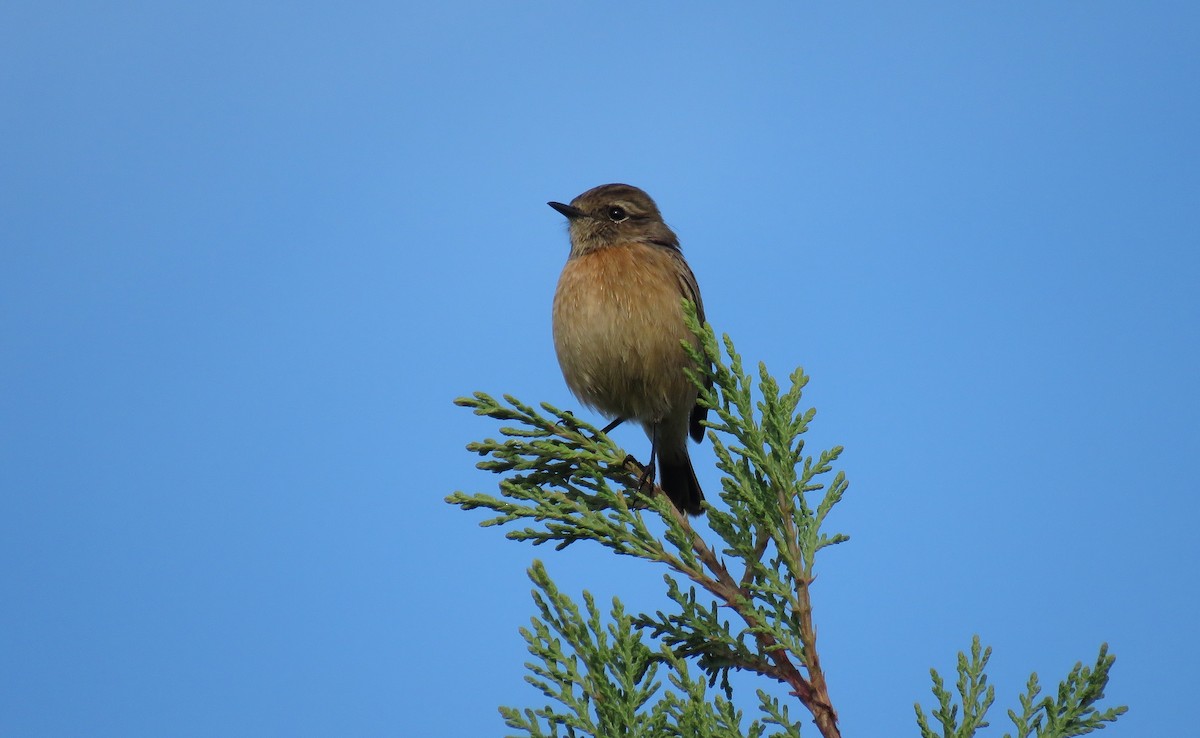 European Stonechat - Miguel Rodríguez Esteban