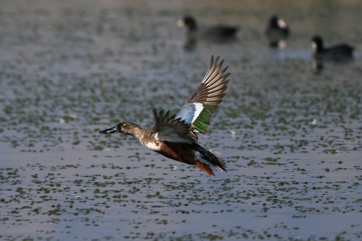 Northern Shoveler - ML279447321