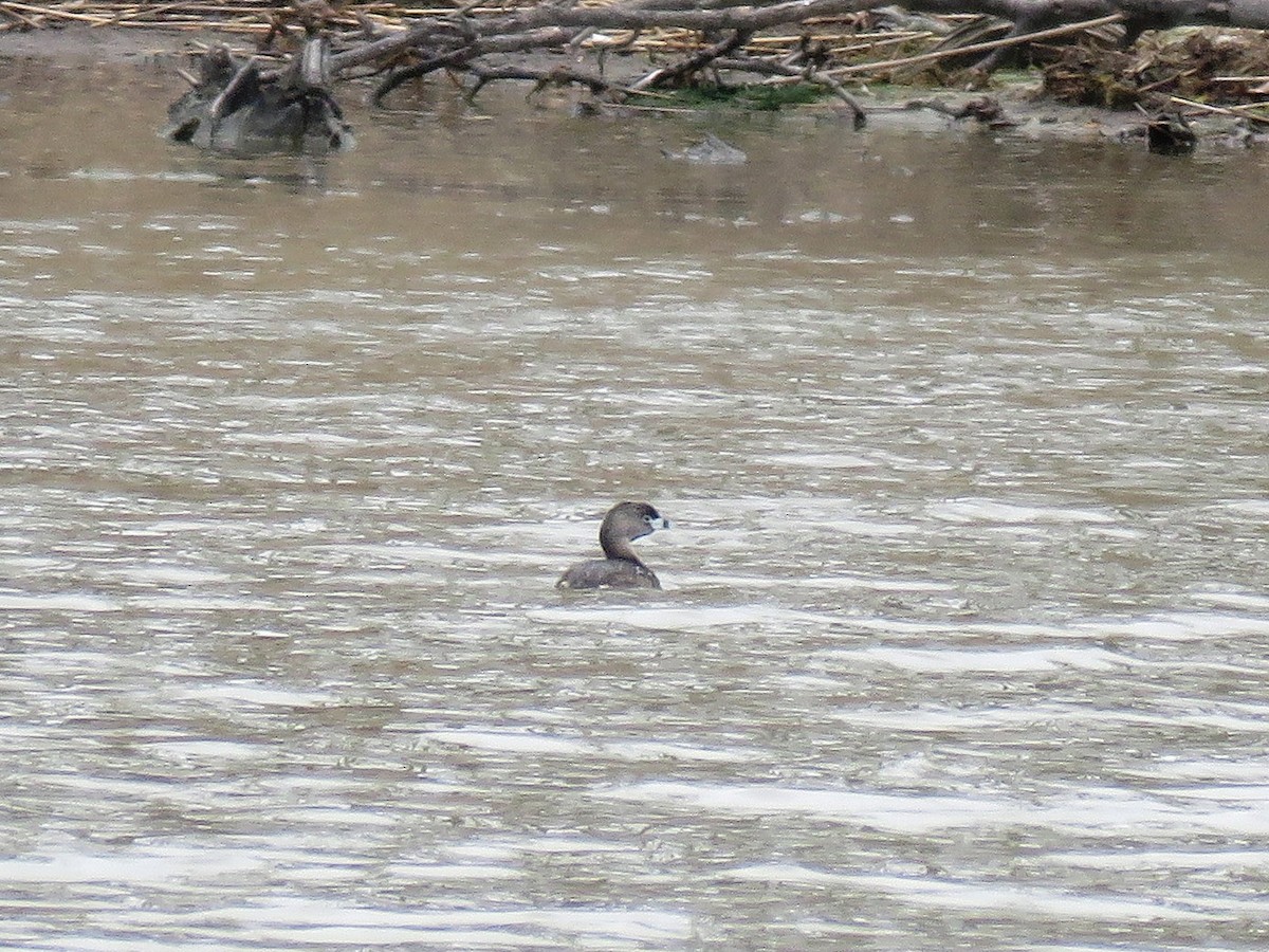 Pied-billed Grebe - ML27944741