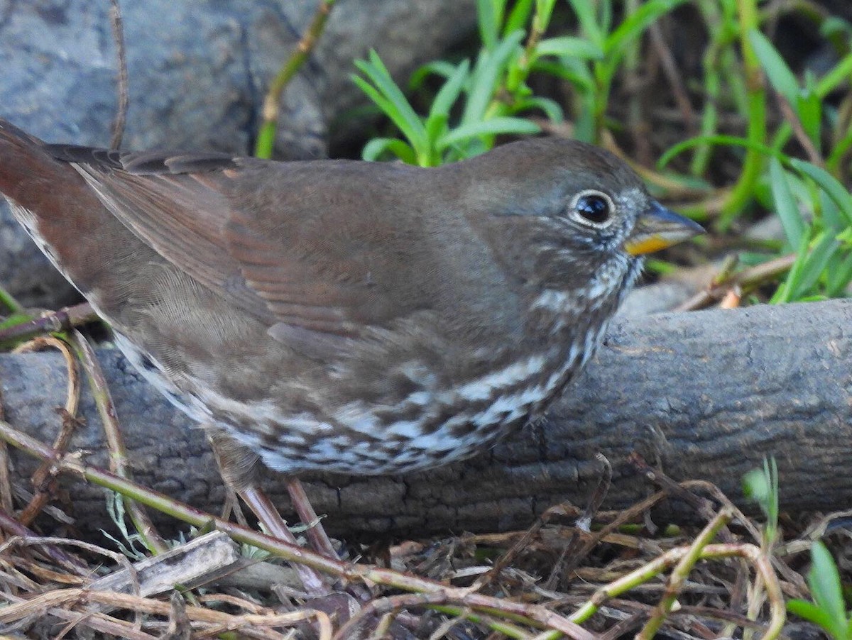 Fox Sparrow (Sooty) - ML279449791