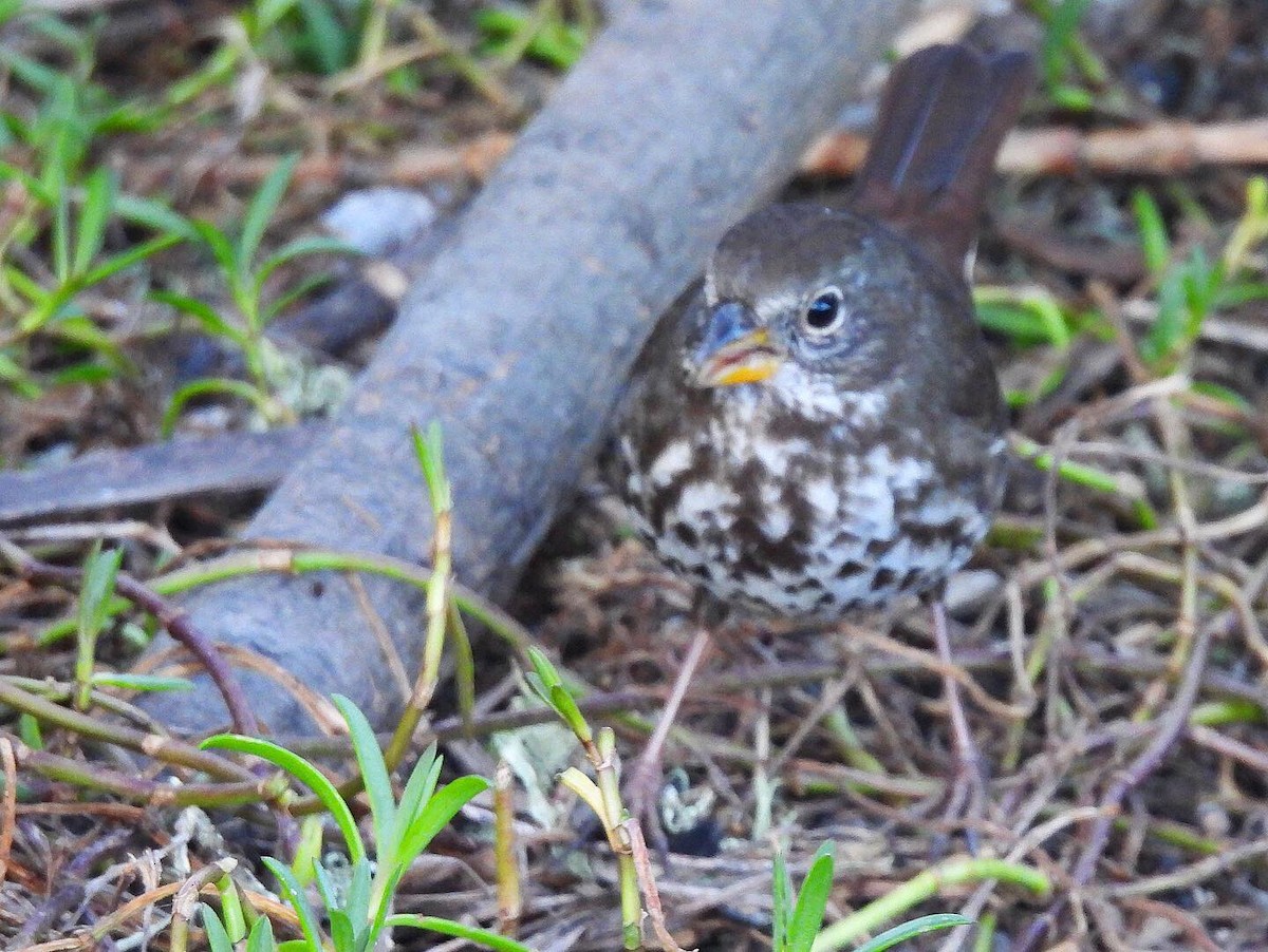 Fox Sparrow (Sooty) - ML279449801