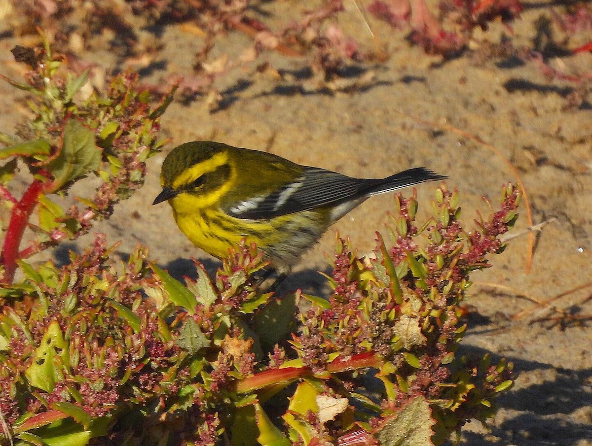 Townsend's Warbler - ML279450451